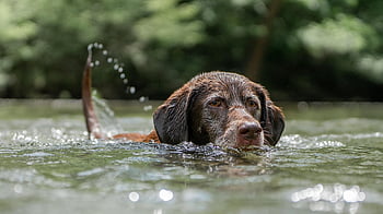 çikolata labrador, doğa, yüzme, köpek, köpek yavrusu, yüzmek, Su, Evcil Hayvan, hayvan, Labrador, sevimli