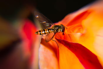 biology, fly, Wallpaper 1920x1080, rose Flower, windows Wallpaper, animal, closeup, wasp, hd Wallpaper, nature, orange