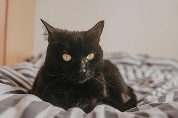 kočka, kotě, Kočkovitý, roztomilý, zvíře, Příroda, koťátko, Černá kočka, Černá, oči, zvědavý