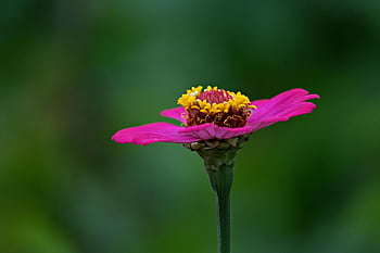 fleur, papier peint à fleurs, belles fleurs, Zinnia elegans, flore, fond de fleur, pollen, peste, la nature, rose
