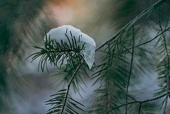 snow, frost, winter, white, pine, pine Tree, forest, woods, nature, seasons, cold
