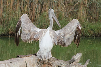 ペリカン、 鳥、 自然、 トランク、 ビーズ、 羽毛、 鳥類、 鳥類学、 インスタグラム、 https www、 com アハメド・デザイナー