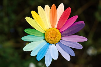 marguerite, daisy, regnbue farver, Forskellige farver, farverig, flerfarvede, tolerance, alsidig, natur, blomst tapet, blomst