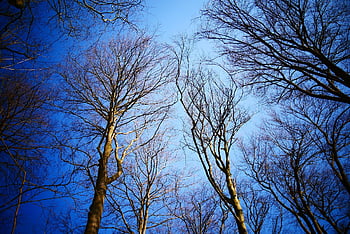forest, forests, tree, trees, nature, landscape, path, light, hiking, sunlight, green