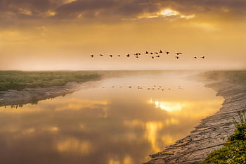 birds In Flight, geese, bird, animal, flight, flying, freedom, rivers, water, reflections, sunrise