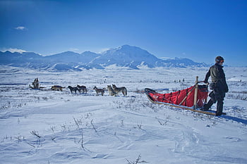 man standing beside sleigh, snowy landscape, dog sled, winter scene, mountains in background, outdoor adventure, cold weather, sled dogs, snow-covered ground, clear blue sky, winter sports