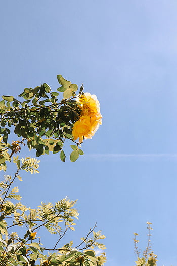 yellow flower, green tree, vibrant yellow rose, clear blue sky, summer Paris, nature lovers, outdoor photography, floral beauty, natural scenery, blooming flower, summer landscape
