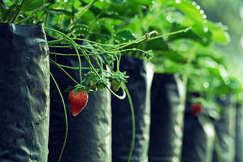 strawberry, strawberry Plants, gardening, garden, plants, nature, fruit, plant