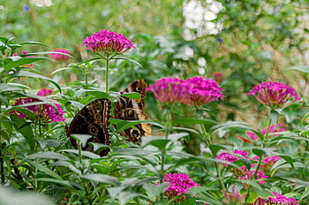 flowers, floors, butterfly, nature, flower Wallpaper, flower Background, spring, summer, lavender, yard, beauty