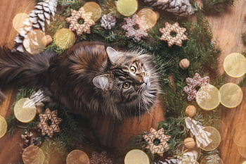 kočka, maine coon, koťátko, kotě, Příroda, Kočkovitý, domácí zvíře, zvíře, srst, Vánoce, cookies