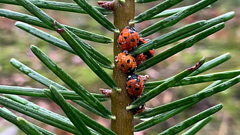 ladybugs, insects, hibernate, hibernation, fauna, cold, trees, winter, nature