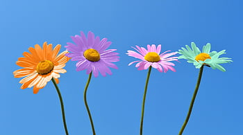 tusindfryd, daisy, flerfarvede, Forskellige farver, smukke blomster, farverig, tolerance, blomst baggrund, alsidig, blomster, lined up