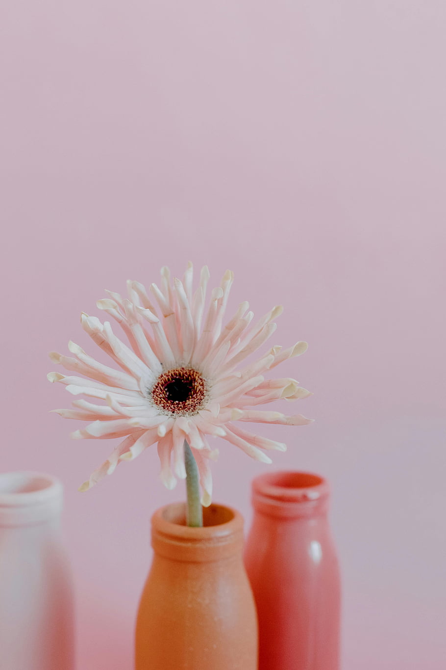 růžová gerbera sedmikráska, Barevné pastelové vázy, růžový gradientní pozadí, jediný květ, květinová váza, pastelové barvy, růžová sedmikráska, květinové aranžmá, dekorativní vázy, měkké barvy, minimalistický dekor