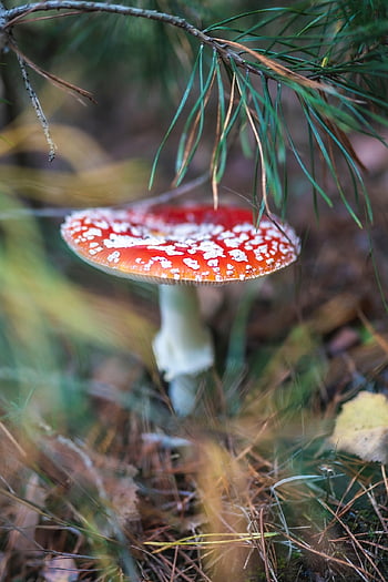 mushroom, fly Agaric, forest, toadstool, fly Amanita, red Mushroom, forest Mushroom, fungus, forest Floor, nature, closeup