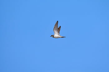 zvíře, nebe, pták, Příroda, divoký pták, oddělení, kulík, malý kroužek plover, peří, křídla, létající