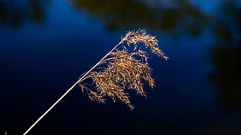 reed, natur, flodbredden, vand, naturreservat, mose plante, reed græs, farvande, landskab