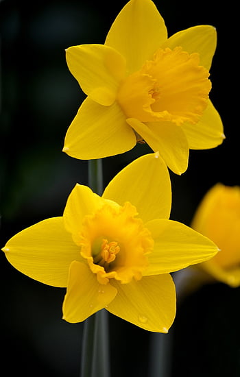 žlutý narcis, narcis narcisy, False Narcissus, trumpeta narcisy, April Bells, pochodové zvonky, Märzenbecher, květ, Jarní kvetení, jaro, Příroda