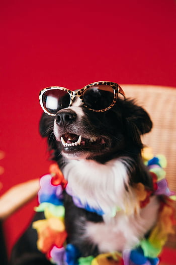 border collie, okulary słoneczne, żywa girlandia, czerwone tło, elegancki pies, zdjęcie zbliżenie, moda dla zwierząt, styl zwierząt, kolorowe akcesoria, akcesoria dla psów, fotografia zwierzęca