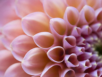 abstract, flower, background, macro, plant, floral, close up, botany, wallpaper, organic, pink