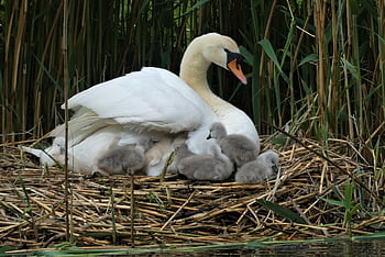 bird's Nest, zwaantjes, waterfowl, young Birds, moederzorg, swans, young Animals, nature, ditch, animals In The Wild, swan Family