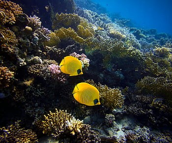 gelber Fisch, Korallenriff, Falterfisch, unter wasser, lebendiges Riff, bunte Korallen, Meereslebewesen, Ozean, Meeresbewohner, helles Gelb, tropischer Fisch