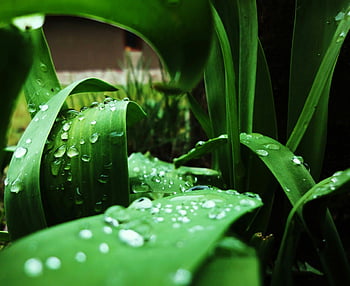 rugiada, goccioline, le foglie, macro, naturale, all'aperto, pianta, gocce di pioggia, acqua, bagnato, verde