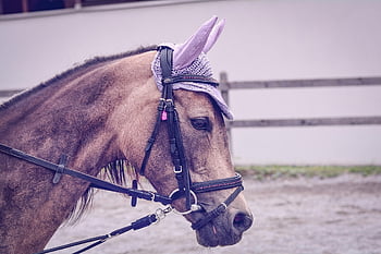 kůň, poník, hlava koně, jízdárna, jízda, lekce jízdy na koni, koňský, čepice, uzda, paddock, ranč