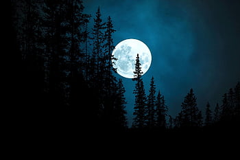 moon, moonlight, full Moon, luna, forest, night Sky, halloween, satellite, landscape, silhouette, trees