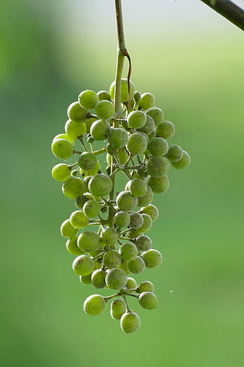 องุ่นเขียว, ใกล้ชิด, คลัสเตอร์องุ่น, องุ่นแขวน, พื้นหลังสีเขียวอ่อน, เถาวัลย์, ผลไม้, องุ่นสด, ผลไม้สีเขียว, ธรรมชาติ, การเกษตร