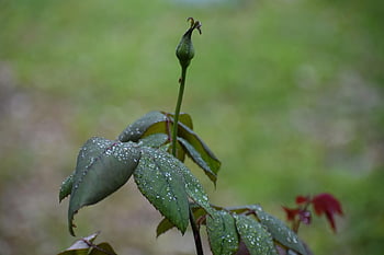 růže bud, krásné květiny, růže květina, kapky deště, pupen, růže, déšť, mokré rostliny, mokrá růže, mokré, květinové tapety