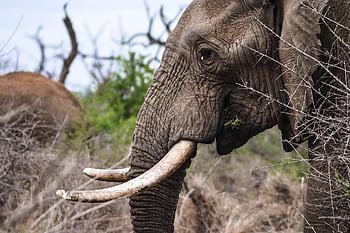 elephant, animal, mammal, african Elephant, wild, trunk, tusk, pachyderm, large Animal, large Mammal, africa