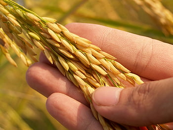 hand holding wheat, ripe golden rice, close-up photography, agricultural field, natural harvest, grain crops, farming lifestyle, rural scene, golden grains, hand in field