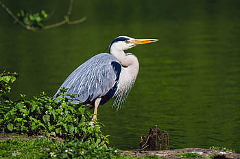 grey Heron, heron, lake, bird, nature, wildlife, animal, water, water Bird, wader, screaming Bird