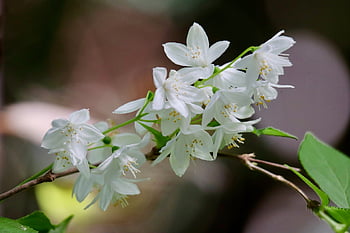 may Flower Bush, ornamental Shrub, white Flowers, flowering Branch, shrub, petals, blossom, bloom, botany, macro