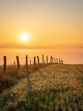 tramonto, campo, recinto, demarcazione, erba, prateria, albero singolo, crepuscolo, sole al tramonto, cielo, natura