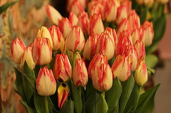 květiny, tulipány, poupata, Kvetoucí květiny, flóra, Příroda, jaro, Nizozemí, květinové pozadí, květinové tapety, žárovky květiny