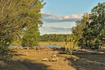 ovce, stádo ovcí, hospodářských zvířat, pastvina, zvířat, ekologie, Příroda, zemědělství, Ziltendorferská nížina, venkovský
