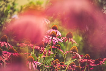 flower, echinacea, flower Background, beautiful Flowers, garden, flora, nature, flower Wallpaper, pink
