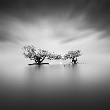 výhled na jezero, dva stromy, fotografie ve stupních šedi, dlouhé expozice, Monochromatická fotografie, klidné jezero, indonéské jezero, Černý a bílý, fotografování přírody, krajinářské fotografie, klidná scéna