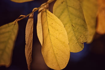 leaves, nature, golden Acacia, fall, foliage, botany