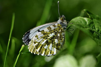 aurora motýl, motýl, hmyz, křídla, list, rostlina, zahrada, Příroda, zblízka