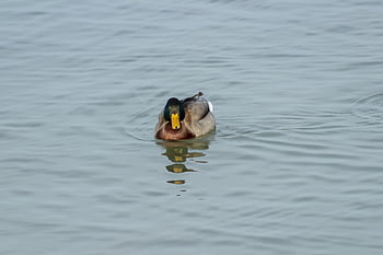 mallard Duck, duck, wild Ducks, teal, bird, birds, water Bird, swim, water, lake, wildlife