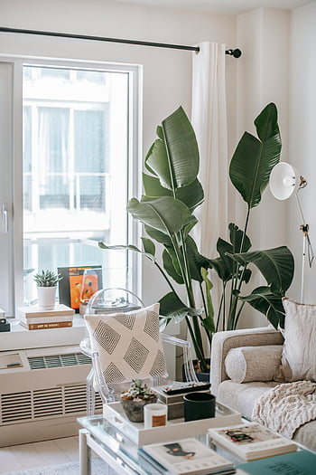 soggiorno, pianta decorativa, piante d'appartamento, luce naturale, arredamento moderno, Atmosfera accogliente, soggiorno elegante, arredamento del soggiorno, soggiorno moderno, accogliente soggiorno