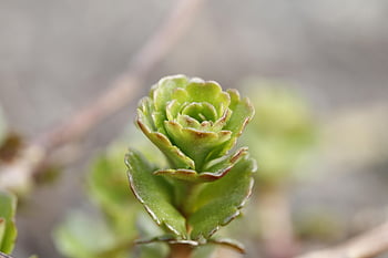 primavera, germoglio, crescere, pianta, natura, crescita, discendente, aprile, vita, fresco, scacciare