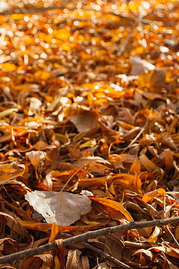 leaves, autumn, fall, forest, nature, foliage, road, path, landscape, rest, leaf