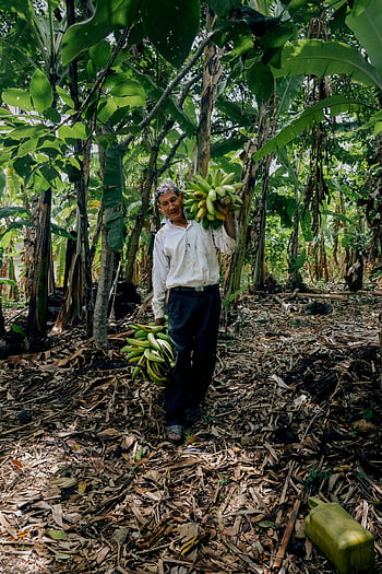 man, banana trees, senior man, harvested bananas, Peruvian orchard, lush orchard, banana farmer, agricultural worker, tropical fruit, banana plantation, outdoor work