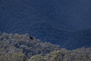 gagak Australia, gagak, alam, hutan, gunung, burung, corvus coronoides, margasatwa, hewan, penerbangan, seorang Australia