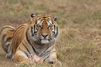 tiger, animals, nature, siberian Tiger, amur Tiger, manchu Tiger, korean Tiger, ussurian Tiger, panthera Tiger Altaica, mammal, big Cats