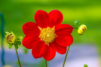 roșu dahlia, vibrantă floare roșie, fundal verde luxuriant, plin de flori, frunze verzi, fotografie de flori, fotografia naturii, Imagine florală, flori în aer liber, grădină de flori, prim-plan cu flori roșii