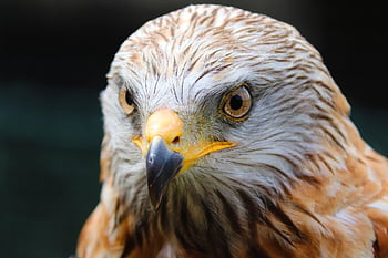 buzzard, desert Buzzard, bird, animal, raptor, falconry, birds Of Prey, wild Animal, wildlife, close Up, animal Portrait